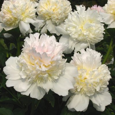 Пион Топ Брасс - Dolina-Sad.Ru