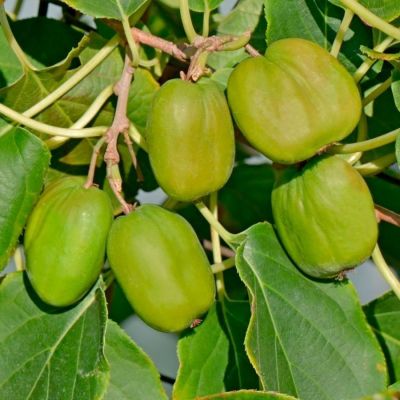 Актинидия аргута Чан Бай Джайент - Dolina-Sad.Ru