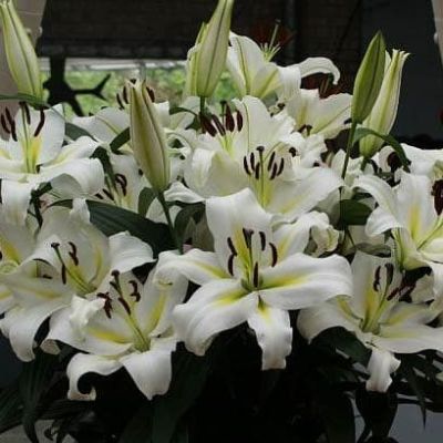 Лилия Кокосса Лилия Кокосса фото