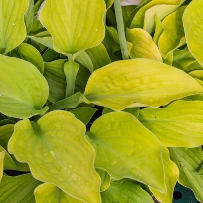 Хоста Аугуст Мун , C2 фото