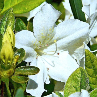 Рододендрон Адонис Рододендрон Адонис фото