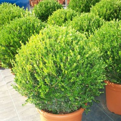 Самшит Мелколистный Фаулкнер Самшит Мелколистный Фаулкнер фото