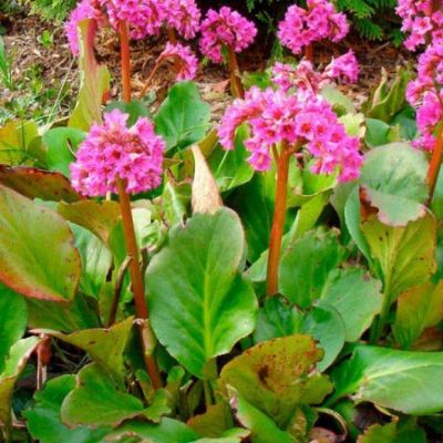 Бадан сердцелистный Хербстблют - Dolina-Sad.Ru