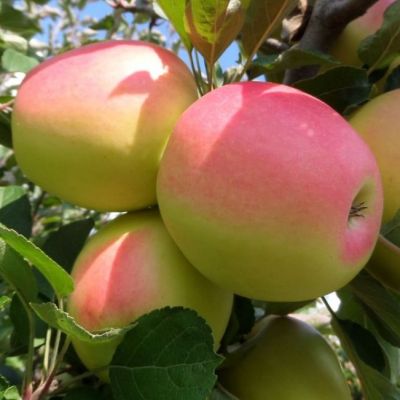 Яблоня Северный Синап/Осенняя Яблоня Северный Синап/Осенняя фото