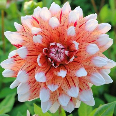 Георгина Страйпед Дуэт Георгина Страйпед Дуэт - Dolina-Sad.Ru