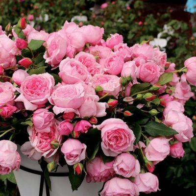 Роза Кисс Ми Кейт Роза Кисс Ми Кейт - Dolina-Sad.Ru