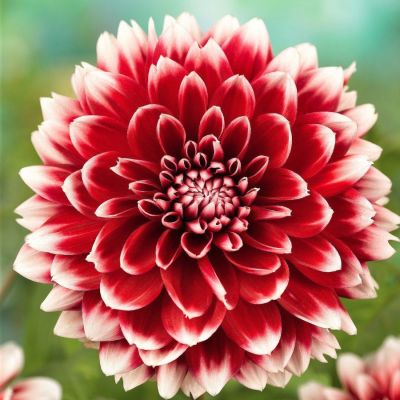 Георгина Ред энд Вайт Фубуки Георгина Ред энд Вайт Фубуки - Dolina-Sad.Ru