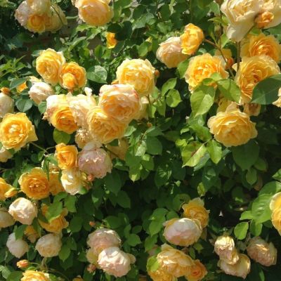 Роза Голдкрест Роза Голдкрест - Dolina-Sad.Ru