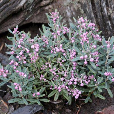 Андромеда многолистная Блю Айс Андромеда многолистная Блю Айс - Dolina-Sad.Ru