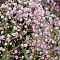 Гипсофила Май Пинк Гипсофила Май Пинк фото