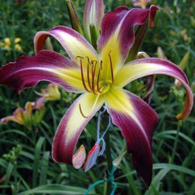 Лилейник  Апплика фото