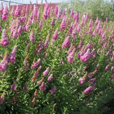 Спирея Дуглас - Dolina-Sad.Ru