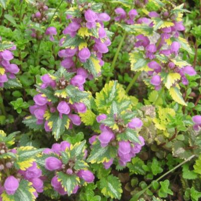 Яснотка зеленчуковая Голден Анниверсари , С1,5 Яснотка зеленчуковая Голден Анниверсари , С1,5 фото