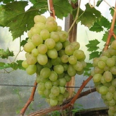 Виноград Ланселот Виноград Ланселот - Dolina-Sad.Ru