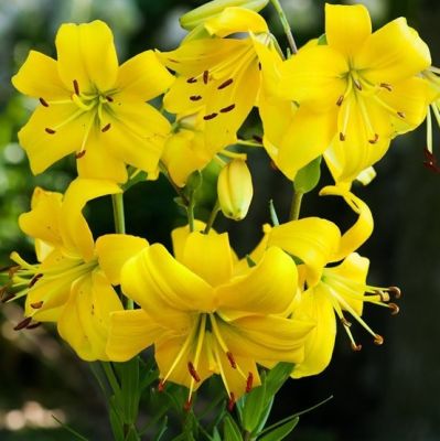 Лилия Перл Мелани Лилия Перл Мелани - Dolina-Sad.Ru