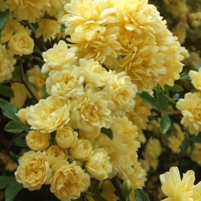 Роза Леди Бэнкс Роза Леди Бэнкс - Dolina-Sad.Ru