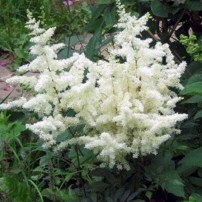 Астильба Элли фото