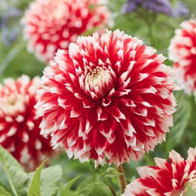 Георгина Ред энд Вайт Фубуки Георгина Ред энд Вайт Фубуки - Dolina-Sad.Ru