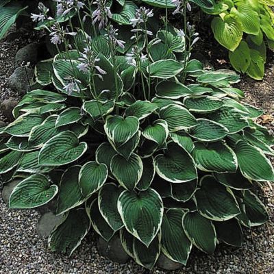 Хоста Фрэнси - Dolina-Sad.Ru