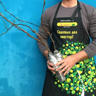 Комплект Винограда( Злато+Память Домбровской) Комплект Винограда( Злато+Память Домбровской) фото