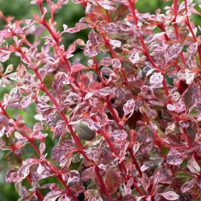 Барбарис Тунберга Арлекин Барбарис Тунберга Арлекин фото