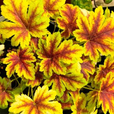 Гейхера Голден Зебра Гейхера Голден Зебра - Dolina-Sad.Ru