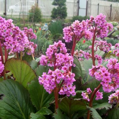 Бадан сердцелистный Хербстблют - Dolina-Sad.Ru