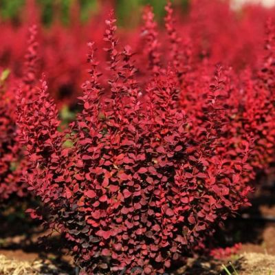 Барбарис тунберга Ред Рокет Барбарис тунберга Ред Рокет фото