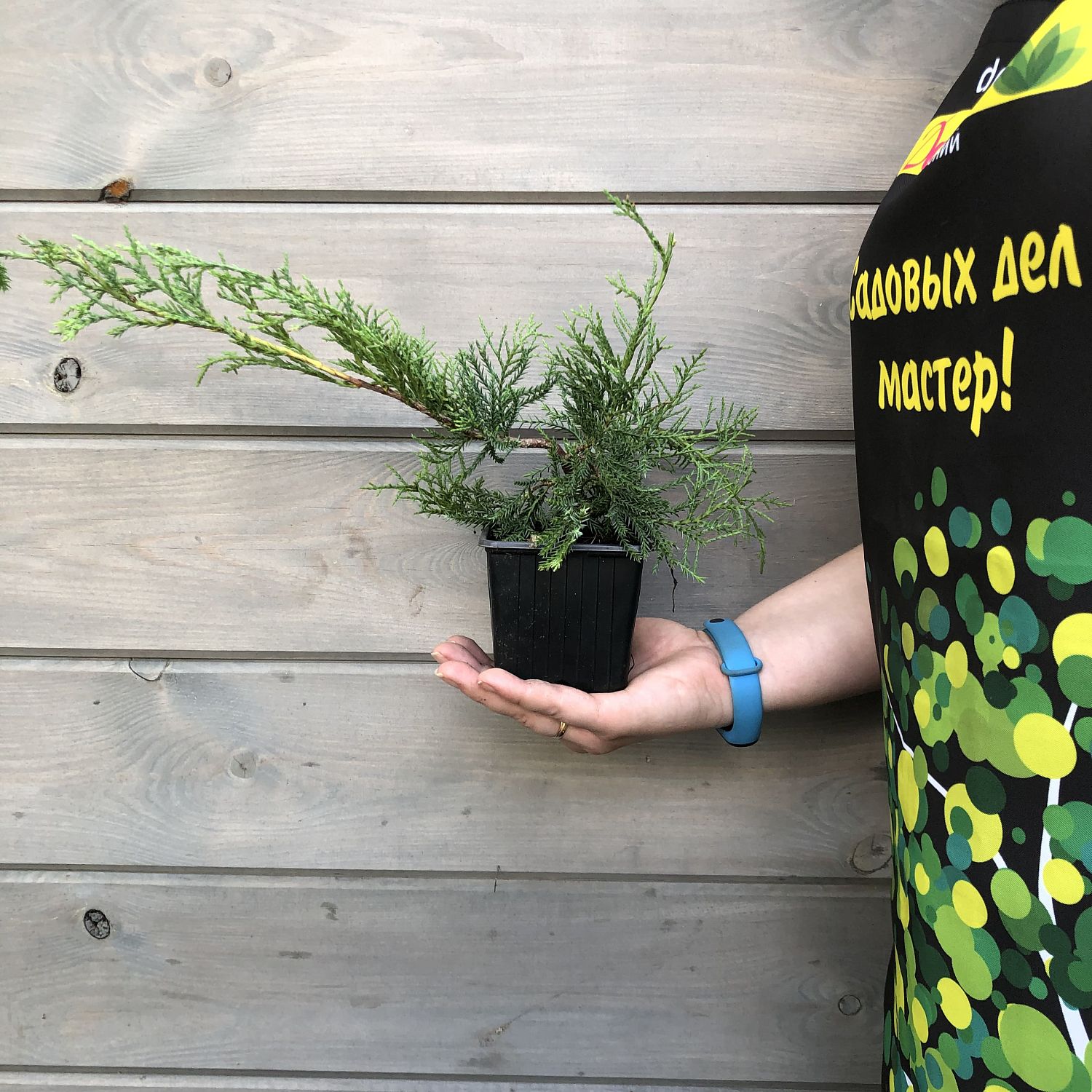 Можжевельник Пфитцера Вильгельм Пфитцер Можжевельник Пфитцера Вильгельм Пфитцер фото