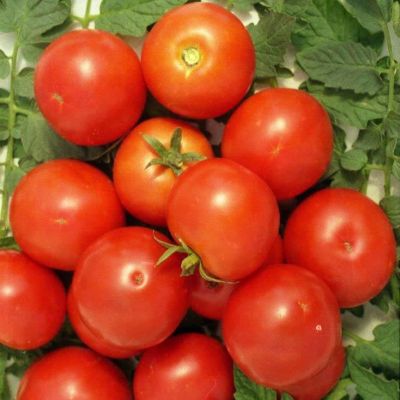 Томат Яблонька России Томат Яблонька России фото