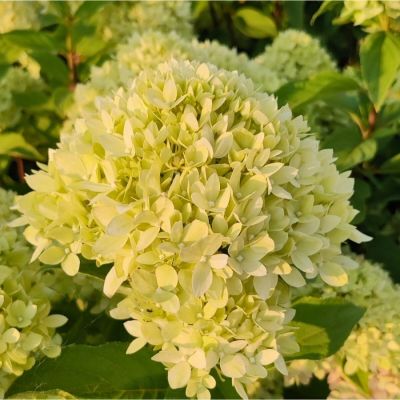 Гортензия метельчатая Би Грин - Dolina-Sad.Ru