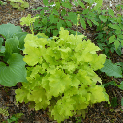 Гейхера Лайм Мармелад , С1,5 Гейхера Лайм Мармелад , С1,5 фото