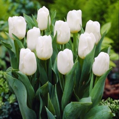 Тюльпан Нормандия фото