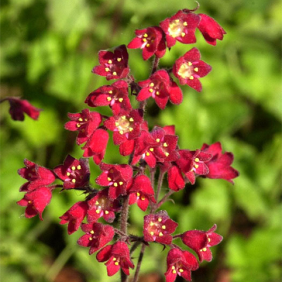 Гейхера кроваво-красная Лёйхткефер Гейхера кроваво-красная Лёйхткефер фото