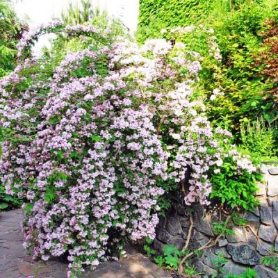 Кольквиция прелестная Пинк Клауд Кольквиция прелестная Пинк Клауд фото