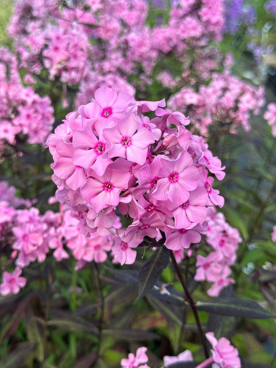 Флокс метельчатый Свит Саммер Кэнди - Dolina-Sad.Ru