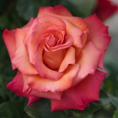 Роза штамбовая Кристофор Колумб - Dolina-Sad.Ru