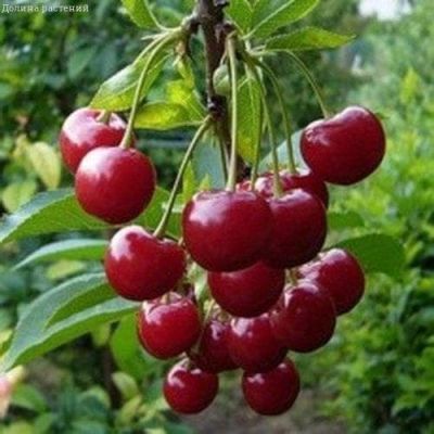 Вишня Гриот Белорусский Вишня Гриот Белорусский фото