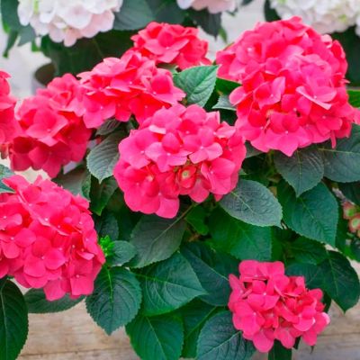 Гортензия крупнолистная Дорис - Dolina-Sad.Ru