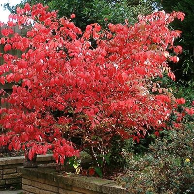 Бересклет крылатый, С3 Бересклет крылатый, С3 - Dolina-Sad.Ru