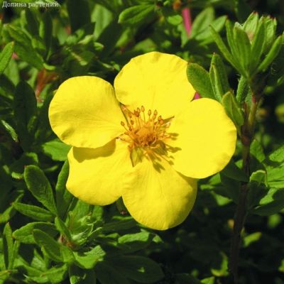 Лапчатка кустарниковая Голдстар, С1,5 Лапчатка кустарниковая Голдстар, С1,5 - Dolina-Sad.Ru