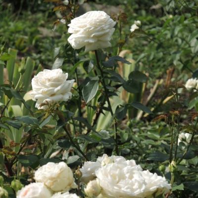 Роза Корснода Роза Корснода - Dolina-Sad.Ru