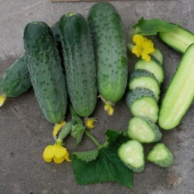 Огурец Смуглянка Огурец Смуглянка фото