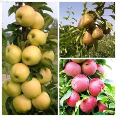 Микс колоновидных плодовых деревьев (1+1=3) Микс колоновидных плодовых деревьев (1+1=3) фото