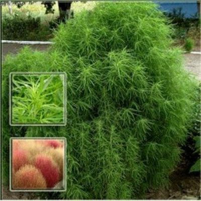 Кохия Летний кипарис (веничная) фото