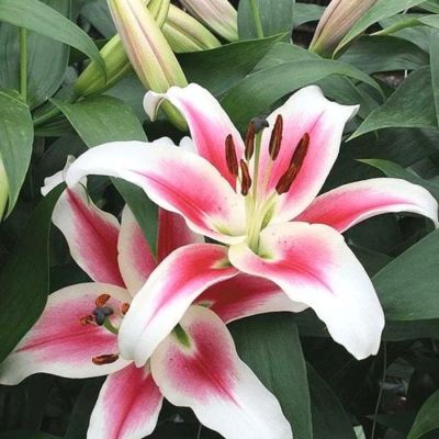 Лилия Кэнди Клаб - Dolina-Sad.Ru