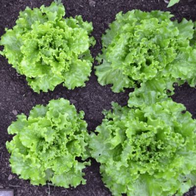 Салат Восторг (А) Салат Восторг (А) фото