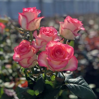 Роза Джумилия - Dolina-Sad.Ru