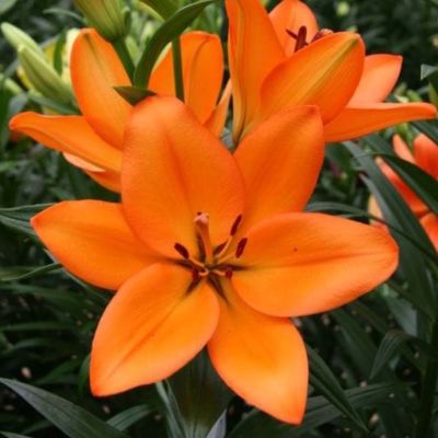 Лилия Акрон Лилия Акрон - Dolina-Sad.Ru