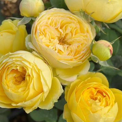 Роза Каталина в горшке - Dolina-Sad.Ru